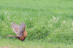 DSC_8244-Verbessert-RR-3