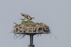 DSC_3022-Verbessert-RR
