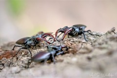 DSC_6114-2