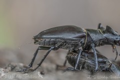 DSC_6962