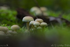 DSC_9330