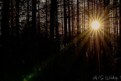 IMG_0680