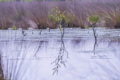 Spiegelungen