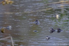 DSC_2505