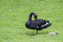 DSC_4090-Verbessert-RR