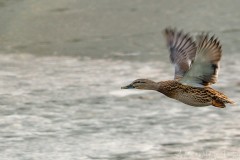 A.S-Natur-Fotos-130