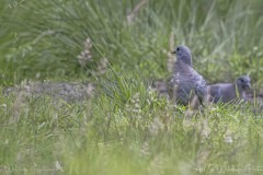 DSC_8942-Verbessert-RR