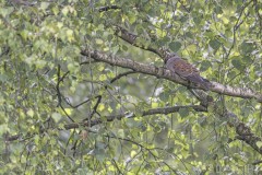 DSC_8946-Verbessert-RR