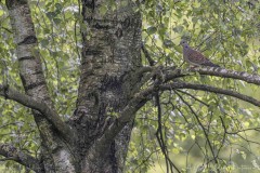 DSC_8948-Verbessert-RR