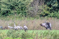 DSC_4080-Verbessert-RR
