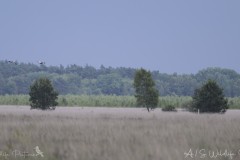 DSC_7160-Verbessert-RR