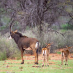 Verschiedene Antilopen in Namibia