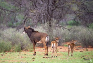 Verschiedene Antilopen in Namibia