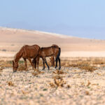 Wildpferde in der Wüste Garub, Namibia