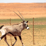 Oryx-Spießbockantilopen in Namibia