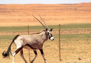 Oryx-Spießbockantilopen in Namibia