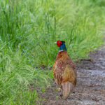 Fasane im Emsland