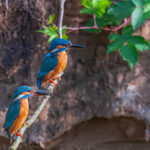 Eisvogel