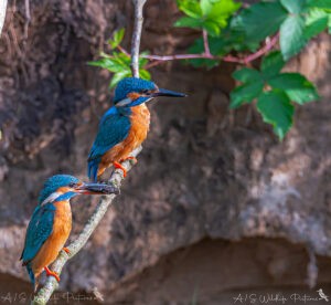 Eisvogel